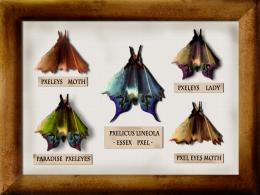 Butterfly colection